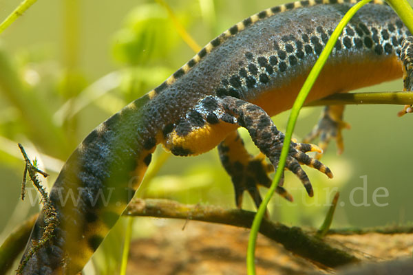 Bergmolch (Ichthyosaura alpestris)