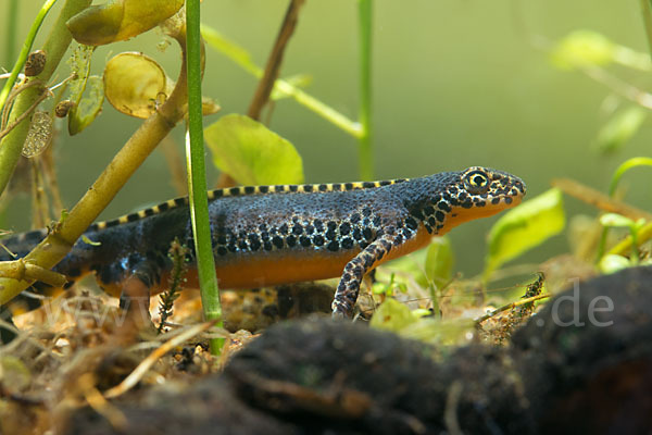 Bergmolch (Ichthyosaura alpestris)