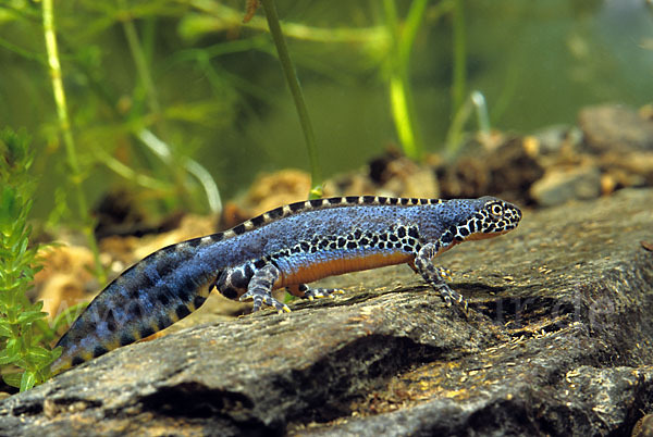 Bergmolch (Triturus alpestris)