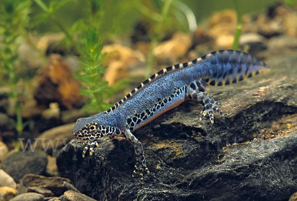 Bergmolch (Triturus alpestris)