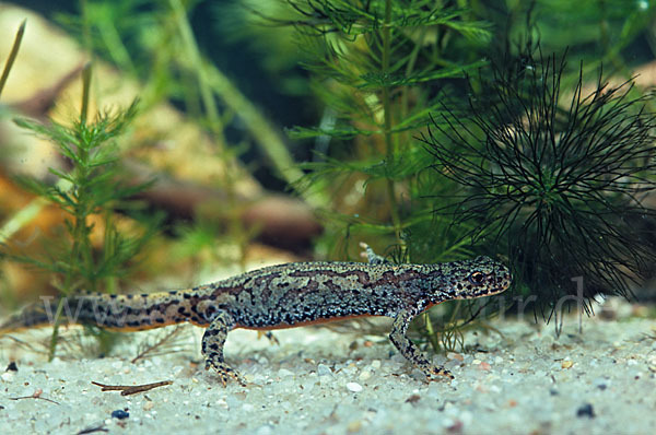 Bergmolch (Triturus alpestris)