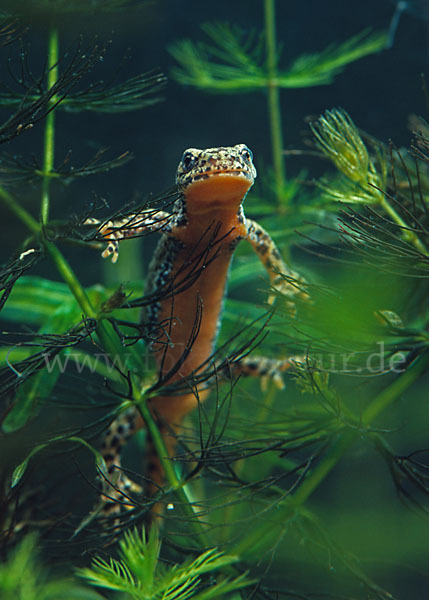 Bergmolch (Triturus alpestris)