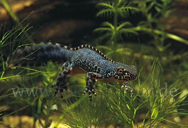 Bergmolch (Triturus alpestris)