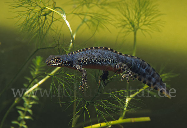 Bergmolch (Triturus alpestris)