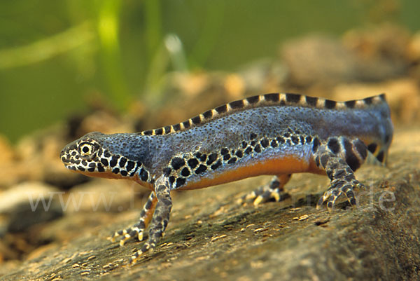 Bergmolch (Triturus alpestris)