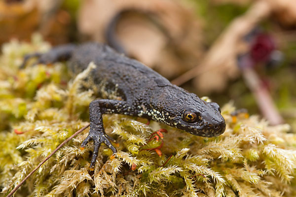 Bergmolch (Triturus alpestris)