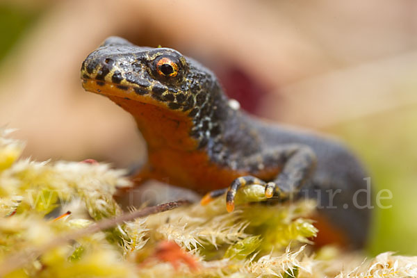 Bergmolch (Triturus alpestris)