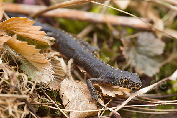 Bergmolch (Triturus alpestris)