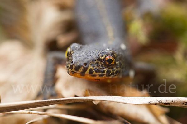 Bergmolch (Triturus alpestris)