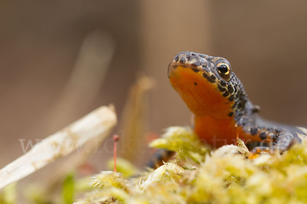 Bergmolch (Triturus alpestris)