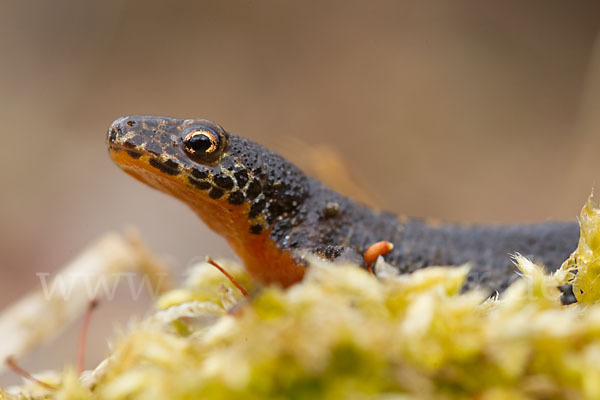 Bergmolch (Triturus alpestris)