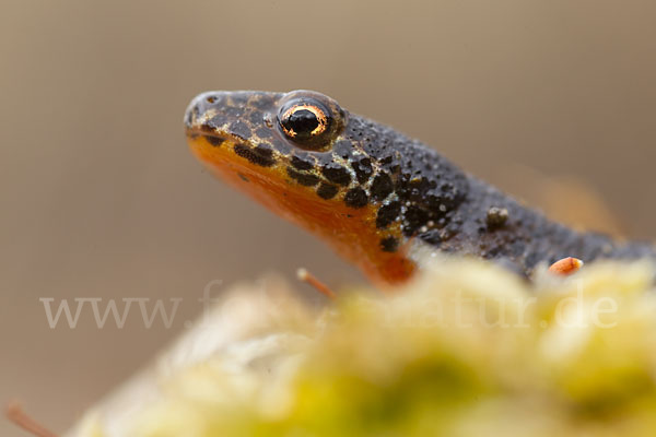 Bergmolch (Triturus alpestris)