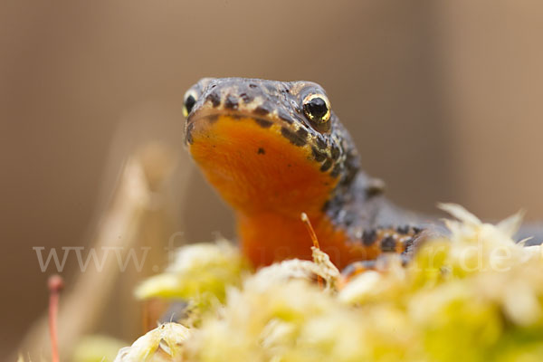 Bergmolch (Triturus alpestris)