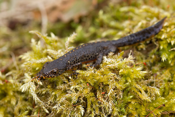 Bergmolch (Triturus alpestris)