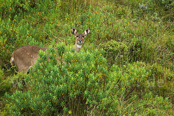 Bergnyala (Tragelaphus buxtoni)