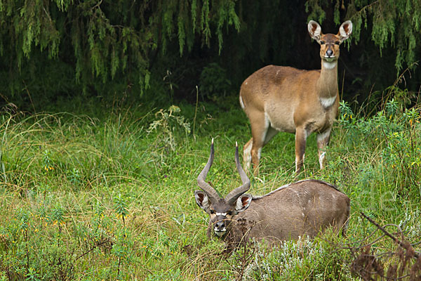 Bergnyala (Tragelaphus buxtoni)