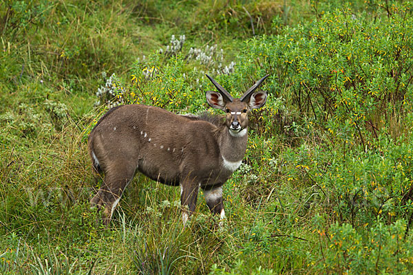 Bergnyala (Tragelaphus buxtoni)