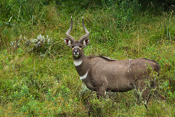 Bergnyala (Tragelaphus buxtoni)