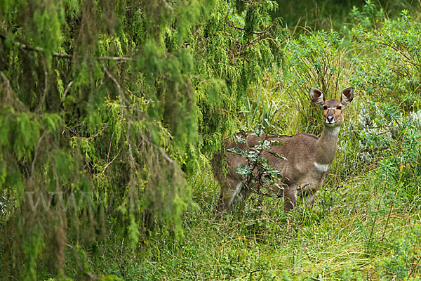 Bergnyala (Tragelaphus buxtoni)