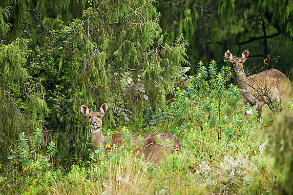 Bergnyala (Tragelaphus buxtoni)