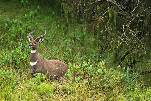 Bergnyala (Tragelaphus buxtoni)