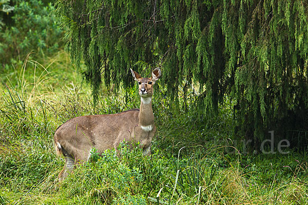 Bergnyala (Tragelaphus buxtoni)