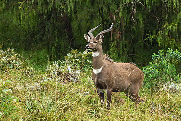 Bergnyala (Tragelaphus buxtoni)