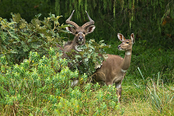 Bergnyala (Tragelaphus buxtoni)