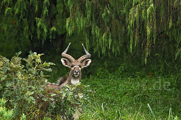 Bergnyala (Tragelaphus buxtoni)