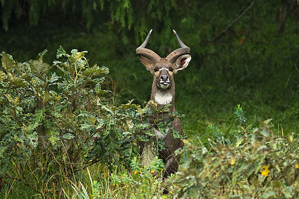 Bergnyala (Tragelaphus buxtoni)