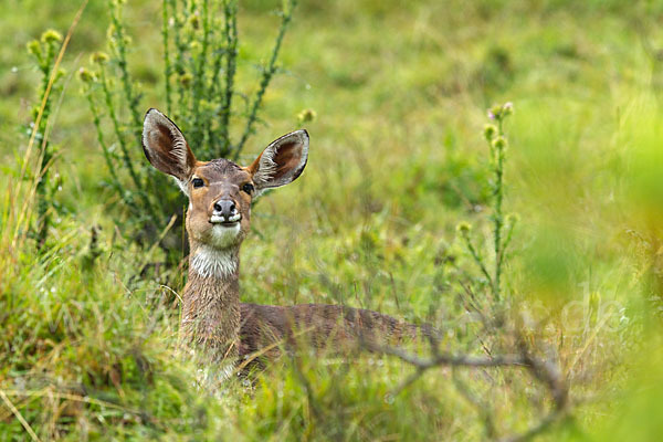 Bergnyala (Tragelaphus buxtoni)