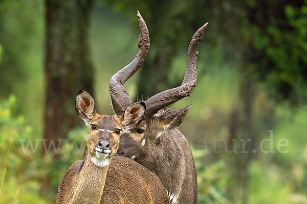 Bergnyala (Tragelaphus buxtoni)