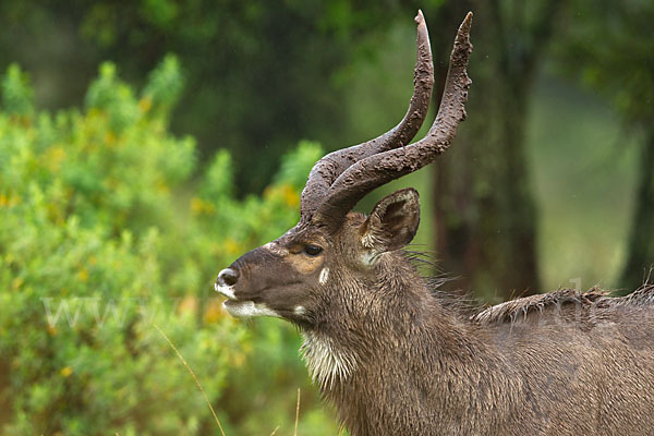 Bergnyala (Tragelaphus buxtoni)