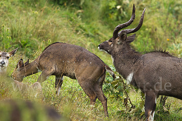 Bergnyala (Tragelaphus buxtoni)