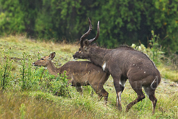 Bergnyala (Tragelaphus buxtoni)