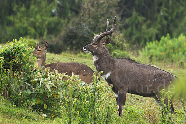 Bergnyala (Tragelaphus buxtoni)