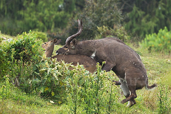 Bergnyala (Tragelaphus buxtoni)