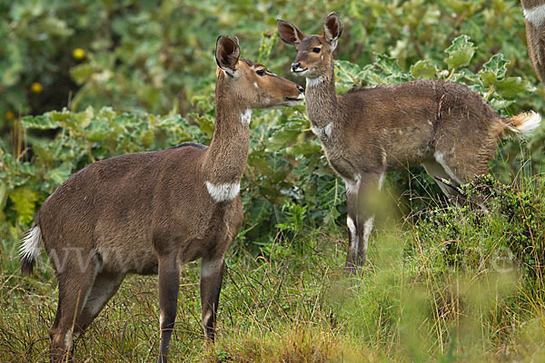 Bergnyala (Tragelaphus buxtoni)