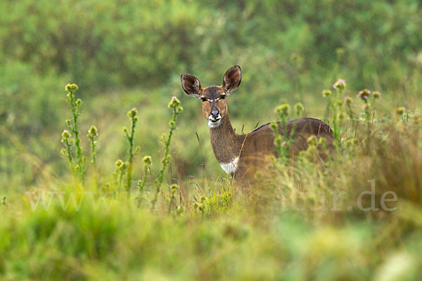 Bergnyala (Tragelaphus buxtoni)