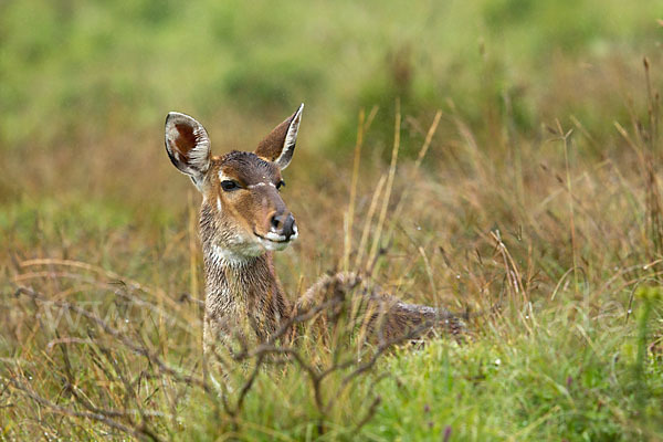 Bergnyala (Tragelaphus buxtoni)