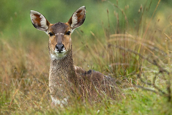 Bergnyala (Tragelaphus buxtoni)