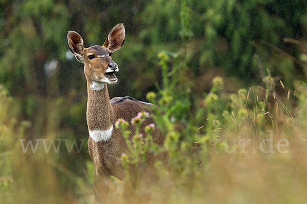 Bergnyala (Tragelaphus buxtoni)