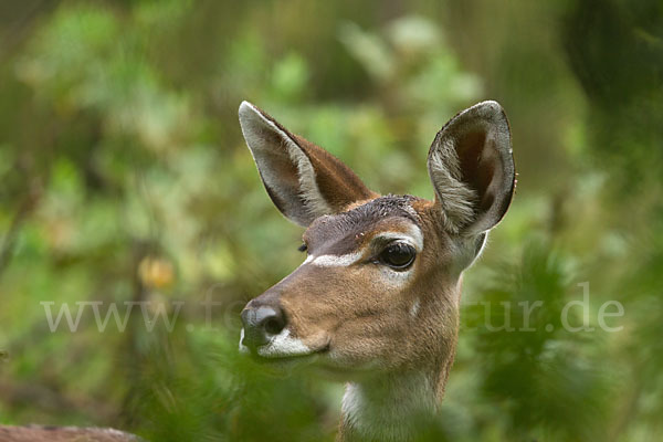 Bergnyala (Tragelaphus buxtoni)