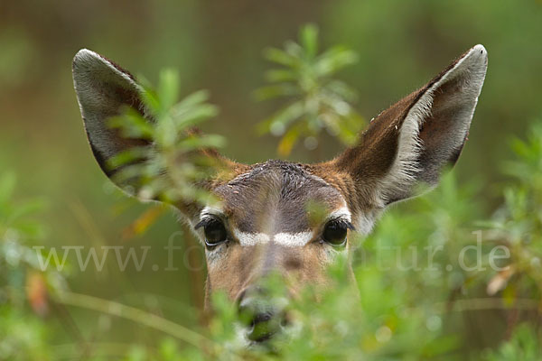 Bergnyala (Tragelaphus buxtoni)