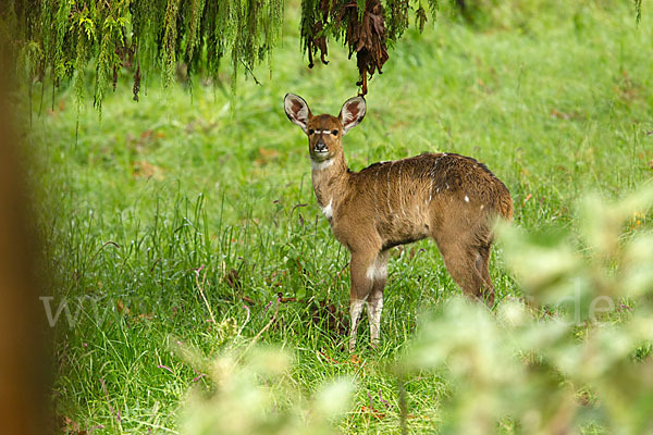 Bergnyala (Tragelaphus buxtoni)