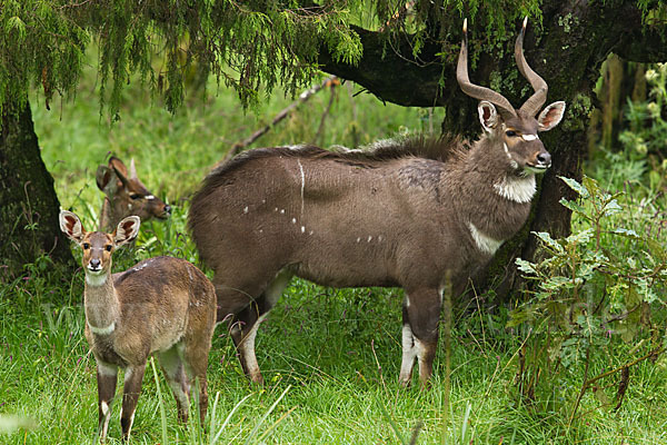 Bergnyala (Tragelaphus buxtoni)