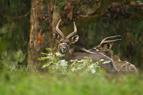 Bergnyala (Tragelaphus buxtoni)