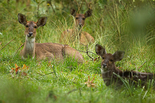 Bergnyala (Tragelaphus buxtoni)