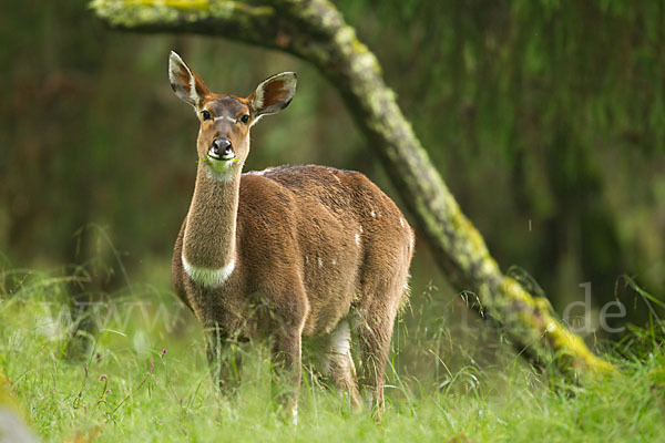 Bergnyala (Tragelaphus buxtoni)