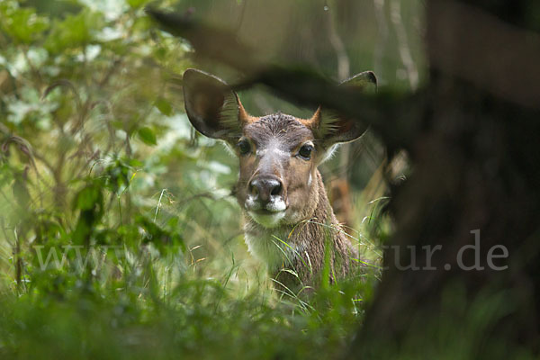 Bergnyala (Tragelaphus buxtoni)